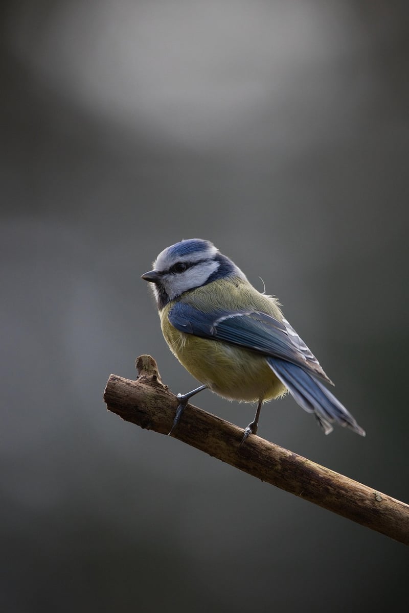 Bird Watching in Garden