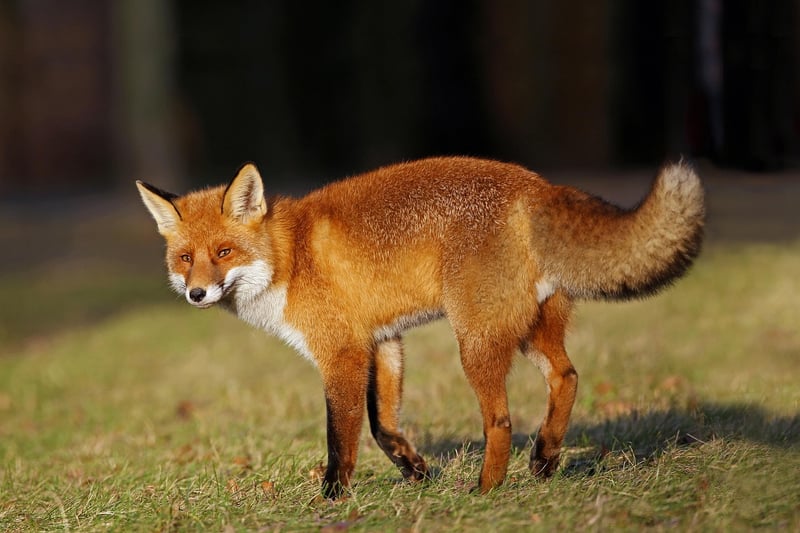 Fox in the garden
